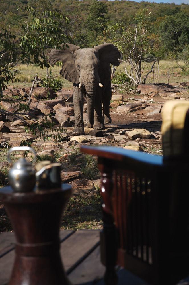 Makweti Safari Lodge محمية ويلغيفوندين غايم المظهر الخارجي الصورة