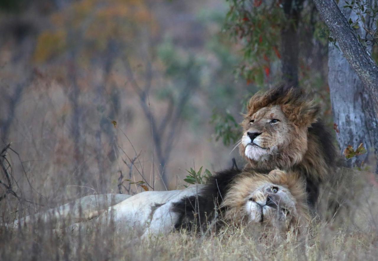 Makweti Safari Lodge محمية ويلغيفوندين غايم المظهر الخارجي الصورة