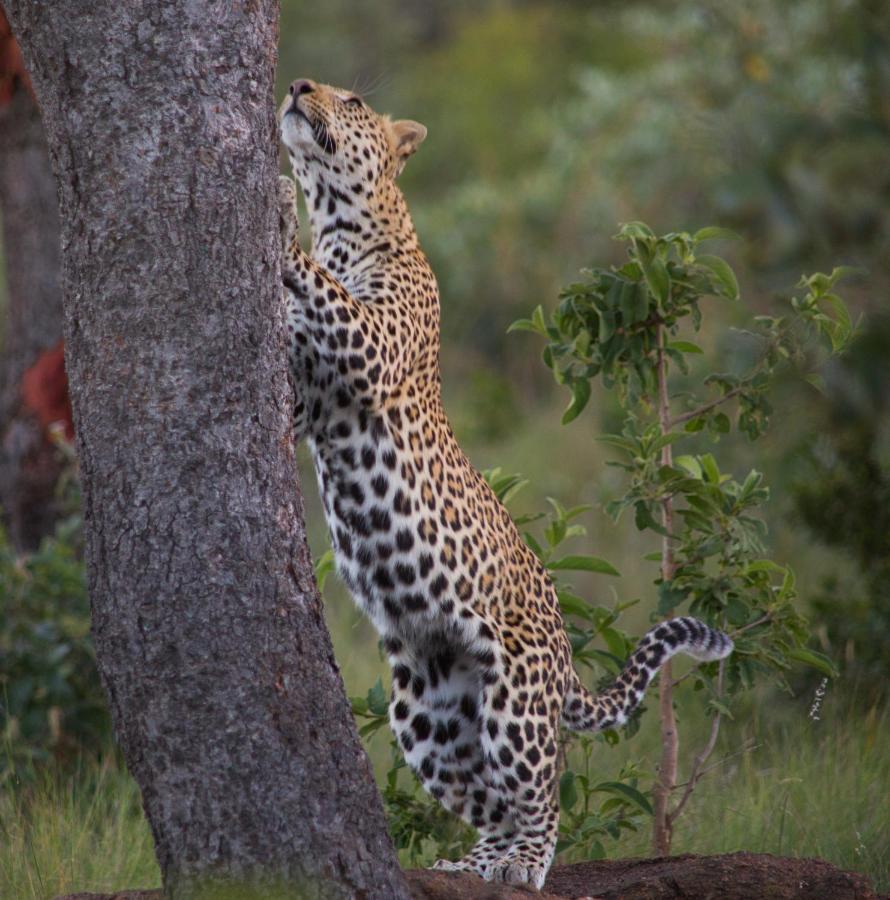 Makweti Safari Lodge محمية ويلغيفوندين غايم المظهر الخارجي الصورة